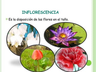 INFLORESCENCIA
 Es la disposición de las flores en el tallo.
 
