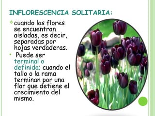INFLORESCENCIA SOLITARIA:
cuando las flores
se encuentran
aisladas, es decir,
separadas por
hojas verdaderas.
 Puede ser
terminal o
definida; cuando el
tallo o la rama
terminan por una
flor que detiene el
crecimiento del
mismo.
 
