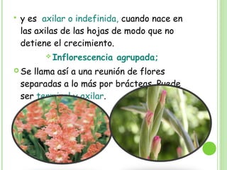  y es axilar o indefinida, cuando nace en
las axilas de las hojas de modo que no
detiene el crecimiento.
 Inflorescencia agrupada;
 Se llama así a una reunión de flores
separadas a lo más por brácteas. Puede
ser terminal y axilar.
 
