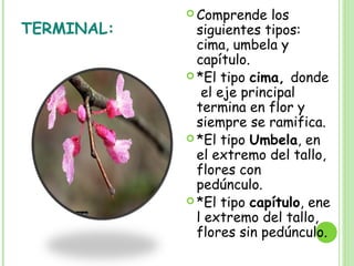 TERMINAL:
 Comprende los
siguientes tipos:
cima, umbela y
capítulo.
 *El tipo cima, donde
el eje principal
termina en flor y
siempre se ramifica.
 *El tipo Umbela, en
el extremo del tallo,
flores con
pedúnculo.
 *El tipo capítulo, ene
l extremo del tallo,
flores sin pedúnculo.
 