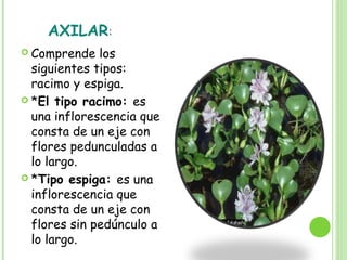 AXILAR:
 Comprende los
siguientes tipos:
racimo y espiga.
 *El tipo racimo: es
una inflorescencia que
consta de un eje con
flores pedunculadas a
lo largo.
 *Tipo espiga: es una
inflorescencia que
consta de un eje con
flores sin pedúnculo a
lo largo.
 