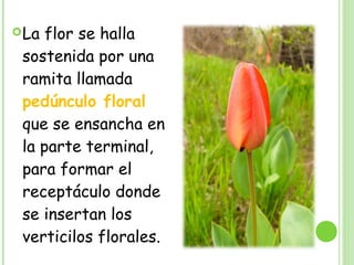 La flor se halla
sostenida por una
ramita llamada
pedúnculo floral
que se ensancha en
la parte terminal,
para formar el
receptáculo donde
se insertan los
verticilos florales.
 
