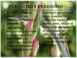 PERIANTIO Y PERIGONIO
 El cáliz y la corola
constituyen las
envolturas florales o
perianto.
 Son partes
accesorias que sirven
para proteger los
estambres y el
pistilo, que son los
órganos esenciales
de la reproducción.
 Cuando el periantio es
doble y ambos
verticilos tienen el
mismo color, recibe el
nombre de perigonio,
el cual puede ser
calicino si es verde
(vid) y corolino, si
tiene otra coloración
(gladiolo).
 