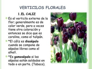 VERTICILOS FLORALES
1.EL CALIZ
 Es el verticilo externo de la
flor; generalmente es de
color verde, pero a veces
tiene otra coloración y
entonces se dice que es
corolino, como el tulipán.
 *El cáliz es diasépalo
cuando se compone de
sépalos libres como el
alhelí.
 *Es gamosépalo si los
sépalos están soldados en
todo o en parte. (Tabaco).
 