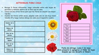 ACTIVIDAD PARA CASA
 Recoge 5 flores diferentes, luego colócalas entre dos hojas de
periódico y mételas dentro de un libro que no uses.
 Coloca encima otros libros para que las flores se sequen con mayor
rapidez.
 Cuando las flores estén secas, pégalas cada una en una hoja bond
tamaño A4 y luego realiza debajo de cada una el siguiente cuadro.
Nombre de la
flor
Número de
pétalos
Color de los
pétalos
Número de
sépalos
Color de los
sépalos
Número de
ACTIVIDAD PARA CASA
 Recoge 5 flores diferentes, luego colócalas entre dos hojas de
periódico y mételas dentro de un libro que no uses.
 Coloca encima otros libros para que las flores se sequen con mayor
rapidez.
 Cuando las flores estén secas, pégalas cada una en una hoja bond
tamaño A4 y luego realiza debajo de cada una el siguiente cuadro.
Nombre de la
flor
Número de
pétalos
Color de los
pétalos
Número de
sépalos
Color de los
sépalos
Número de
estambres
ACTIVIDAD PARA CASA
 Recoge 5 flores diferentes, luego colócalas entre dos hojas de
periódico y mételas dentro de un libro que no uses.
 Coloca encima otros libros para que las flores se sequen con mayor
rapidez.
 Cuando las flores estén secas, pégalas cada una en una hoja bond
tamaño A4 y luego realiza debajo de cada una el siguiente cuadro.
Nombre de la
flor
Número de
pétalos
Color de los
pétalos
Número de
sépalos
Color de los
sépalos
Número de
estambres
 Fecha de entrega: Lunes 2 de mayo
(Este proyecto lo agregaras al fólder de hojas después que sea
devuelto el fólder)
Fecha de entrega: Lunes 2 de mayo
(Este proyecto lo agregaras al fólder de hojas
después que sea devuelto el fólder)
 