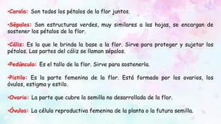 •Corola: Son todos los pétalos de la flor juntos.
•Sépalos: Son estructuras verdes, muy similares a las hojas, se encargan de
sostener los pétalos de la flor.
•Cáliz: Es la que le brinda la base a la flor. Sirve para proteger y sujetar los
pétalos. Las partes del cáliz se llaman sépalos.
•Pedúnculo: Es el tallo de la flor. Sirve para sostenerla.
•Pistilo: Es la parte femenina de la flor. Está formado por los ovarios, los
óvulos, estigma y estilo.
•Ovario: La parte que cubre la semilla no desarrollada de la flor.
•Óvulos: La célula reproductiva femenina de la planta o la futura semilla.
 