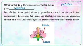 Otras partes de la flor que son importantes son los ___________________
y los ___________________.
Los pétalos atraen polinizadores y generalmente son la razón por la que
compramos y disfrutamos las flores. Los sépalos son como pétalos verdes en
la base de la flor. Los sépalos ayudan a proteger el brote que comienza a salir.
pétalos
sépalos
 