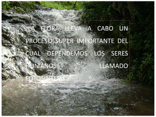 “LA FLORA LLEVA A CABO UN PROCESO SUPER IMPORTANTE DEL CUAL DEPENDEMOS LOS SERES HUMANOS  LLAMADO FOTOSINTESIS.." 