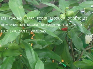 LAS PLANTAS  PARA PODER PRODUCIR OXIGENO SE ALIMENTAN DEL BIOXIDO DE CARBONO Y A CAMBIO DE ELLO  EXPULSAN EL  VITAL GAS