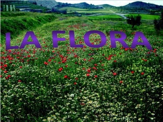 La flora