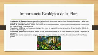 Importancia Ecológica de la Flora
•Producción de Oxígeno: Las plantas realizan la fotosíntesis, un proceso que convierte el dióxido de carbono y la luz solar
en oxígeno, esencial para la vida de los seres vivos.
•Fuente de Alimentos: Muchas plantas son la base de la cadena alimentaria, proporcionando alimento directo a herbívoros
y, a través de ellos, a los carnívoros.
•Regulación del Clima: Los bosques y otras grandes áreas de vegetación ayudan a regular el clima al absorber dióxido de
carbono y liberar oxígeno.
•Erosión del Suelo: Las raíces de las plantas ayudan a mantener el suelo en su lugar, reduciendo la erosión y la pérdida de
nutrientes.
•Hábitat: Las plantas proporcionan refugio y alimento a una gran variedad de animales, desde insectos hasta mamíferos
grandes.
 
