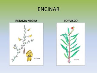 ENCINAR
RETAMA NEGRA TORVISCO
 