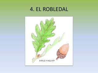 4. EL ROBLEDAL
 