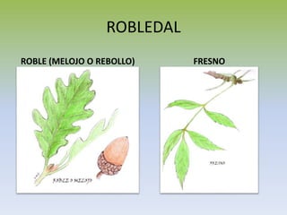 ROBLEDAL
ROBLE (MELOJO O REBOLLO) FRESNO
 