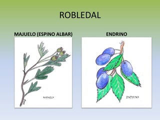 ROBLEDAL
MAJUELO (ESPINO ALBAR) ENDRINO
 