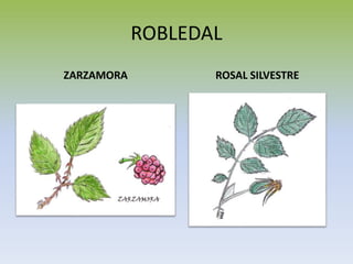 ROBLEDAL
ZARZAMORA ROSAL SILVESTRE
 