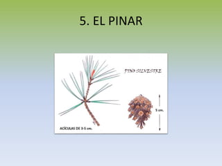 5. EL PINAR
 