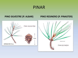 PINAR
PINO SILVESTRE (P. ALBAR) PINO RESINERO (P. PINASTER)
 