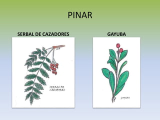 PINAR
SERBAL DE CAZADORES GAYUBA
 