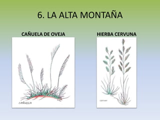 6. LA ALTA MONTAÑA
CAÑUELA DE OVEJA HIERBA CERVUNA
 