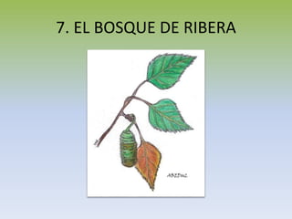 7. EL BOSQUE DE RIBERA
 