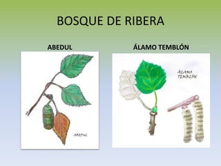 BOSQUE DE RIBERA
ABEDUL ÁLAMO TEMBLÓN
 