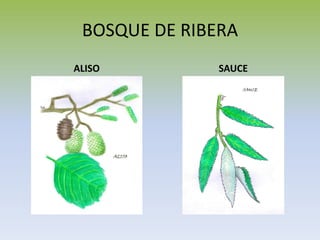 BOSQUE DE RIBERA
ALISO SAUCE
 