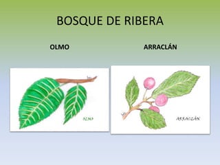 BOSQUE DE RIBERA
OLMO ARRACLÁN
 