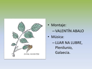 • Montaje:
–VALENTÍN ABALO
• Música:
–LUAR NA LUBRE,
Plenilunio,
Galaecia.
 