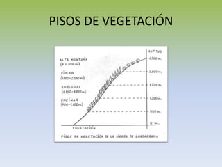 PISOS DE VEGETACIÓN
 