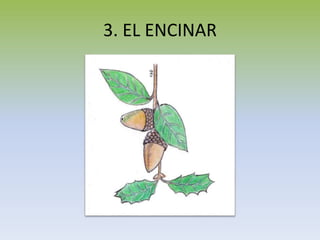 3. EL ENCINAR
 