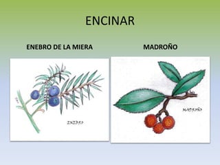 ENCINAR
ENEBRO DE LA MIERA MADROÑO
 