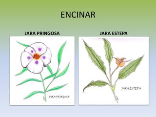 ENCINAR
JARA PRINGOSA JARA ESTEPA
 