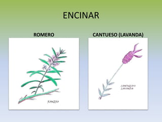 ENCINAR
ROMERO CANTUESO (LAVANDA)
 