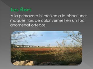 A la primavera hi creixen a la bisbal unes
maques flors de color vermell en un lloc
anomenat ortebos .
 