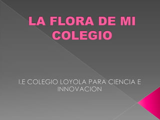 LA FLORA DE MI COLEGIO I.E COLEGIO LOYOLA PARA CIENCIA E INNOVACION 