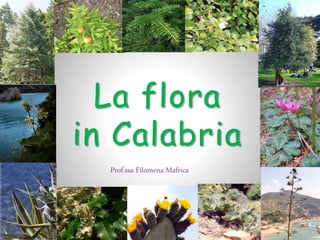 La flora
in Calabria
Prof.ssa Filomena Mafrica
 
