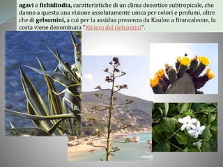 agavi e fichidindia, caratteristiche di un clima desertico subtropicale, che
danno a questa una visione assolutamente unica per colori e profumi, oltre
che di gelsomini, a cui per la assidua presenza da Kaulon a Brancaleone, la
costa viene denominata "Riviera dei Gelsomini".
 