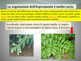 La vegetazione dell'Aspromonte è molto varia:
Questo è dovuto alla differenza di clima che varia continuamente man mano che si
risale dal mare verso la montagna. Inoltre differisce anche sui tre versanti: quello
ionico con un clima caldo e spesso umido; quello tirrenico più fresco e ombroso e,
infine, quello dello Stretto, una via di mezzo ma più ventilato
Scendendo, man mano, verso le quote medie, vi vegeta
l'abete bianco e rari esemplari di abete rosso, il frassino
 