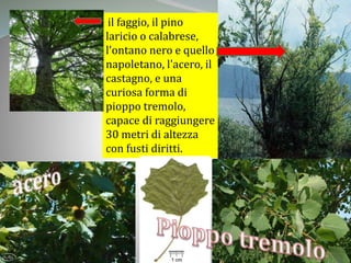 il faggio, il pino
laricio o calabrese,
l'ontano nero e quello
napoletano, l'acero, il
castagno, e una
curiosa forma di
pioppo tremolo,
capace di raggiungere
30 metri di altezza
con fusti diritti.
 