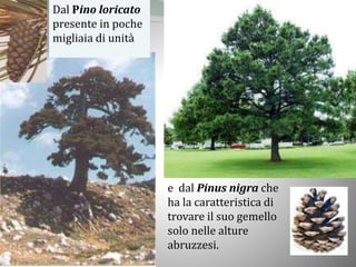 Dal Pino loricato
presente in poche
migliaia di unità
e dal Pinus nigra che
ha la caratteristica di
trovare il suo gemello
solo nelle alture
abruzzesi.
 