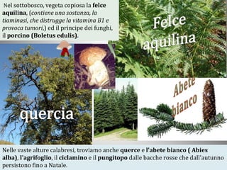 Nelle vaste alture calabresi, troviamo anche querce e l'abete bianco ( Abies
alba), l'agrifoglio, il ciclamino e il pungitopo dalle bacche rosse che dall'autunno
persistono fino a Natale.
Nel sottobosco, vegeta copiosa la felce
aquilina, (contiene una sostanza, la
tiaminasi, che distrugge la vitamina B1 e
provoca tumori,) ed il principe dei funghi,
il porcino (Boletus edulis).
 