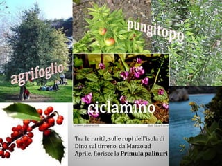 Tra le rarità, sulle rupi dell'isola di
Dino sul tirreno, da Marzo ad
Aprile, fiorisce la Primula palinuri
 