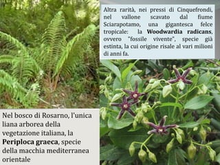 Altra rarità, nei pressi di Cinquefrondi,
nel vallone scavato dal fiume
Sciarapotamo, una gigantesca felce
tropicale: la Woodwardia radicans,
ovvero "fossile vivente", specie già
estinta, la cui origine risale al vari milioni
di anni fa.
Nel bosco di Rosarno, l'unica
liana arborea della
vegetazione italiana, la
Periploca graeca, specie
della macchia mediterranea
orientale
 