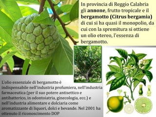 L'olio essenziale di bergamotto è
indispensabile nell'industria profumiera, nell'industria
farmaceutica (per il suo potere antisettico e
antibatterico, in odontoiatria, ginecologia, ecc.) e
nell'industria alimentare e dolciaria come
aromatizzante di liquori, dolci e bevande. Nel 2001 ha
ottenuto il riconoscimento DOP
In provincia di Reggio Calabria
gli annone, frutto tropicale e il
bergamotto (Citrus bergamia)
di cui si ha quasi il monopolio, da
cui con la spremitura si ottiene
un olio etereo, l'essenza di
bergamotto.
 