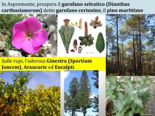 In Aspromonte, prospera il garofano selvatico (Dianthus
carthusianorum) detto garofano certosino, il pino marittimo
Sulle rupi, l'odorosa Ginestra (Spartium
Juncem), Araucarie ed Eucalpti.
 