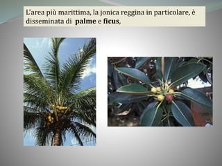 L'area più marittima, la jonica reggina in particolare, è
disseminata di palme e ficus,
 