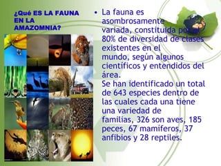 ¿Qué ES LA FAUNA   • La fauna es
EN LA                asombrosamente
AMAZOMNIA?           variada, constituida por el
                     80% de diversidad de clases
                     existentes en el
                     mundo, según algunos
                     científicos y entendidos del
                     área.
                     Se han identificado un total
                     de 643 especies dentro de
                     las cuales cada una tiene
                     una variedad de
                     familias, 326 son aves, 185
                     peces, 67 mamíferos, 37
                     anfibios y 28 reptiles.
 
