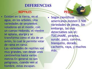 REPTILES                          PESCA
• Existen en la tierra, en el       • Según científicos
  agua, en los árboles. Una           americanos existen 2.500
  variedades de serpientes            variedades de peces. Sin
  voladoras en el monte, con          embargo, las más
  un cuerpo redondo, el vientre       detectables son el:
  se aplana, alarga y se
                                      TUCUNARE, piranha,
  transforma como el ala de un
                                      surubí, pacú, corvina,
  avión, lo cual le permite volar
                                      blanquillo, dorado,
  de rama en rama.
  Las variedades de reptiles son      cachorro, raya, y muchos
  muy grandes, van desde unos         más.
  centímetros hasta varios
  metros En general no son
  peligrosos, cuando ven al
  hombre, estas escapan.
 
