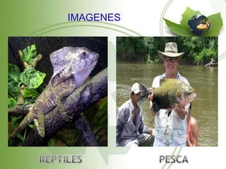 IMAGENES
 